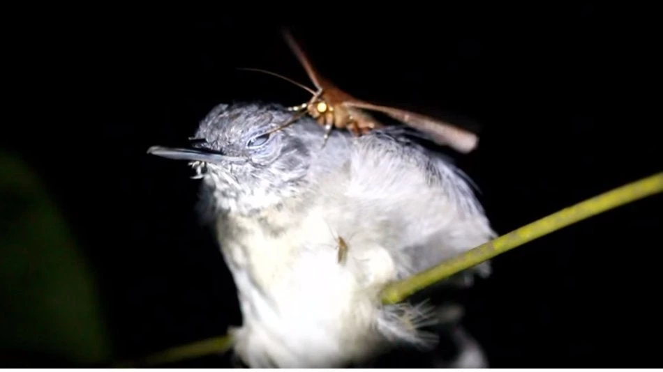 Μοναδική στιγμή στην άγρια φύση – Σκόρος τρέφεται από τα δάκρυα πουλιού (βίντεο)